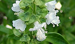 180px-2006-10-16-Ocimum02[1]222.png